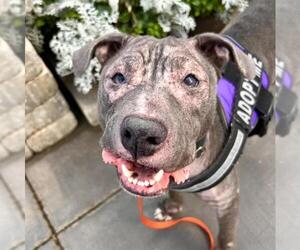 Mutt Dogs for adoption in Las Vegas, NV, USA