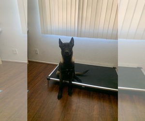 Belgian Malinois Puppy for sale in ALHAMBRA, CA, USA