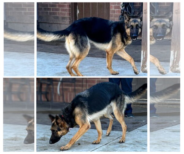 Medium Photo #2 German Shepherd Dog Puppy For Sale in columbia, SC, USA