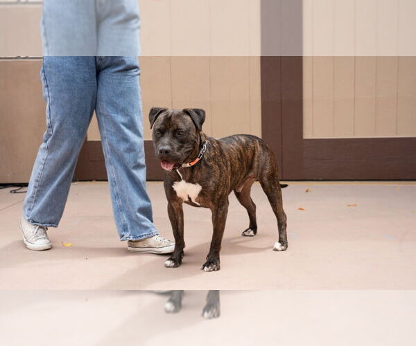 Medium Photo #4 American Staffordshire Terrier-Unknown Mix Puppy For Sale in Lake Forest, CA, USA