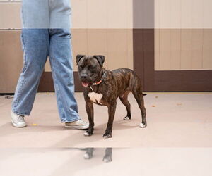 Prancer - Foster or Adopt Me! - Male American Staffordshire Terrier-Unknown Mix Dog for Adoption - Photo #4