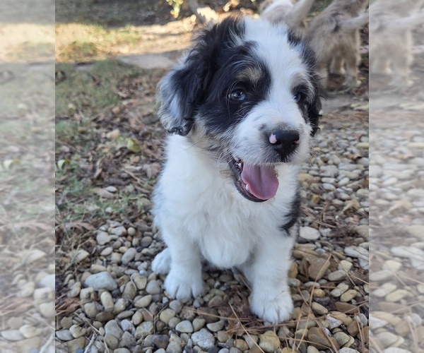 Medium Photo #11 Aussiedoodle Puppy For Sale in WILLS POINT, TX, USA