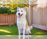Small #7 Siberian Husky Mix
