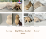 Puppy Light blue Golden Retriever