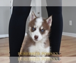Small #1 Pomsky