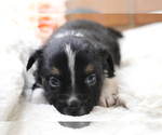 Small Photo #29 Australian Shepherd Puppy For Sale in STAFFORD, VA, USA
