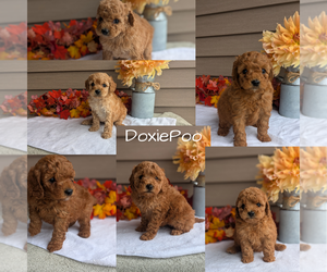 Dachshund-Poodle (Toy) Mix Litter for sale in GOSHEN, IN, USA