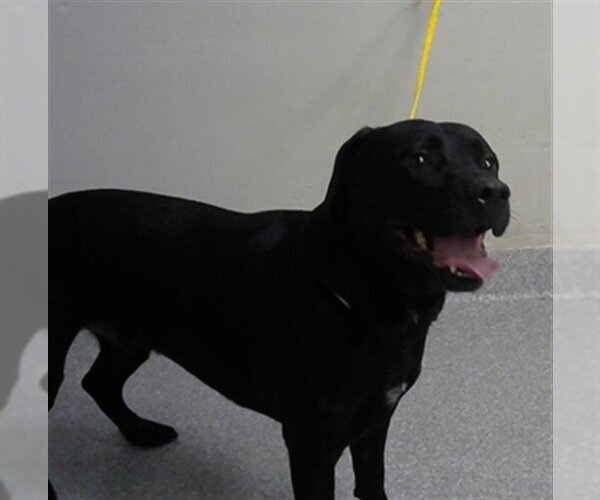 Medium Photo #1 Labrador Retriever-Unknown Mix Puppy For Sale in Pasadena, TX, USA