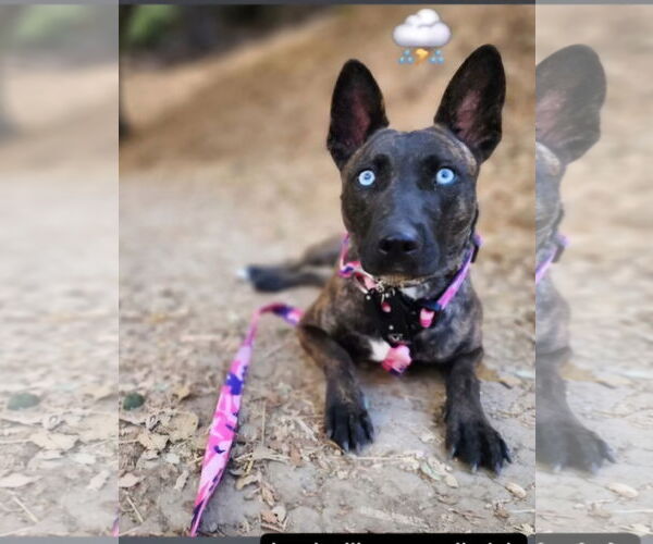 Medium Photo #2 Holland Shepherd-Unknown Mix Puppy For Sale in San Juan Capistrano, CA, USA