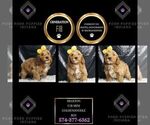 Puppy Braxton F1B Goldendoodle (Miniature)