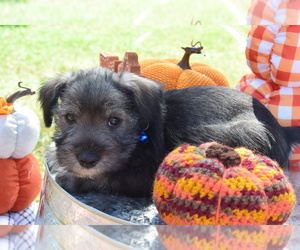 Schnauzer (Miniature) Puppy for sale in LANE, OK, USA