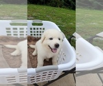Small Photo #4 Great Pyrenees Puppy For Sale in GREENEVILLE, TN, USA