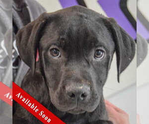 American Staffordshire Terrier-Unknown Mix Dogs for adoption in Huntley, IL, USA