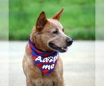Small Photo #7 Mutt Puppy For Sale in Gretna, NE, USA