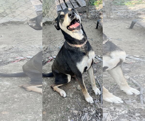 Medium Photo #2 Rottweiler-Unknown Mix Puppy For Sale in Munford, TN, USA