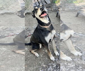 DeBo - Male Rottweiler-Unknown Mix Dog for Adoption - Photo #2
