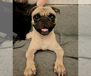 Pug Dogs for adoption in Dana Point, CA, USA