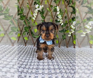 Yorkshire Terrier Puppy for sale in INDIANAPOLIS, IN, USA