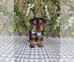 Image preview for Ad Listing. Nickname: Baxter