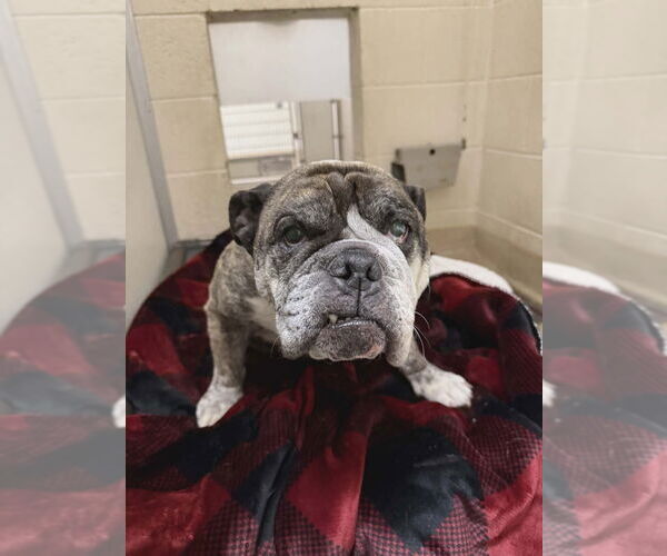 Medium Photo #4 American Bulldog-Unknown Mix Puppy For Sale in Salt Lake City, UT, USA