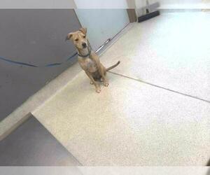 Medium American Pit Bull Terrier Mix