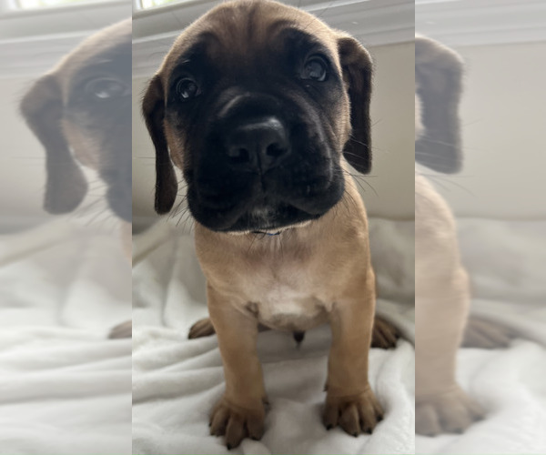 Medium Photo #21 Cane Corso Puppy For Sale in WILMORE, KY, USA