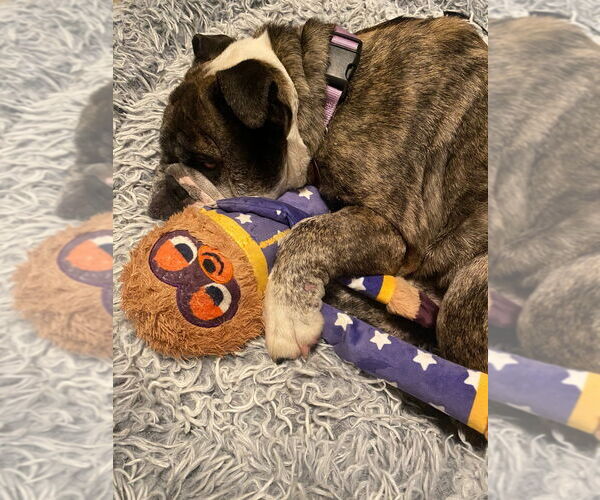 Medium Photo #3 American Bulldog-Unknown Mix Puppy For Sale in Salt Lake City, UT, USA