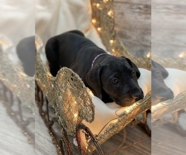 Medium Photo #2 Great Dane Puppy For Sale in SPRINGFIELD, OH, USA