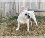 Small Photo #16 French Bulldog Puppy For Sale in BRYAN, TX, USA