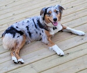 Mother of the Aussiedoodle puppies born on 04/29/2026