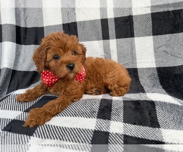Medium Photo #2 Cavapoo (Miniature) Puppy For Sale in LAKELAND, FL, USA