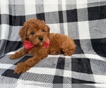 Small #1 Cavapoo (Miniature)