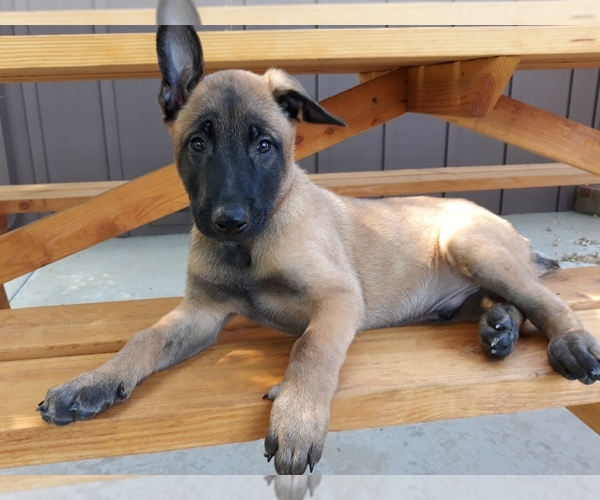 Medium Photo #8 Belgian Malinois Puppy For Sale in CORNING, CA, USA
