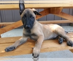 Small Photo #8 Belgian Malinois Puppy For Sale in CORNING, CA, USA