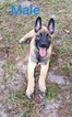 Small Photo #3 Belgian Malinois Puppy For Sale in NORTH PORT, FL, USA
