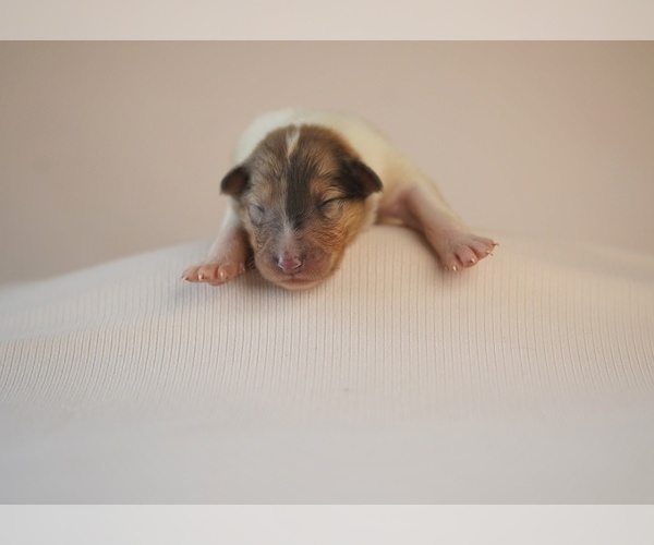 Medium Photo #4 Collie Puppy For Sale in PILOT, VA, USA
