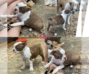 Boston Terrier Puppy for sale in JEFFERSON, GA, USA