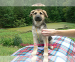 Small #5 German Shepherd Dog