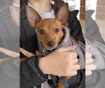 Small #2 Miniature Pinscher Mix