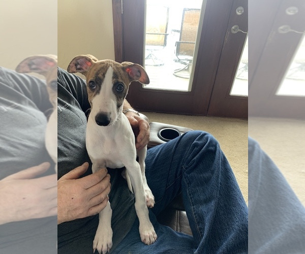 Medium Photo #2 Whippet Puppy For Sale in CASPER, WY, USA