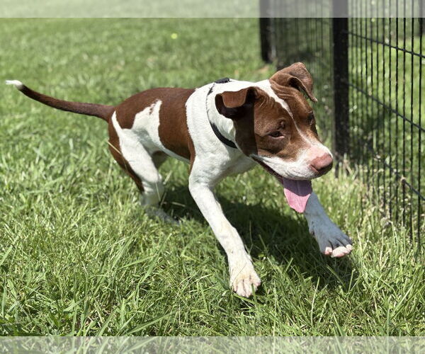 Medium Photo #3 Mutt Puppy For Sale in Virginia Beach, VA, USA