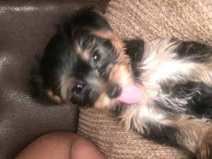 Yorkshire Terrier Puppy for sale in LAWRENCEVILLE, GA, USA