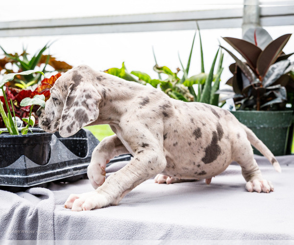 Medium Photo #22 Great Dane Puppy For Sale in WAKARUSA, IN, USA