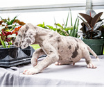 Small #21 Great Dane