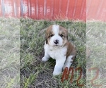 Small #4 Great Bernese