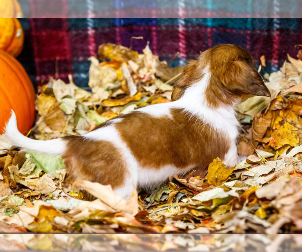 Medium Photo #19 Dachshund Puppy For Sale in WAKARUSA, IN, USA