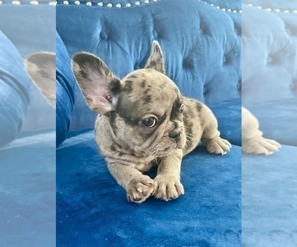 Medium Photo #11 French Bulldog Puppy For Sale in UNIVERSAL CITY, CA, USA