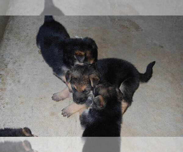 Medium Photo #27 German Shepherd Dog Puppy For Sale in BEULAVILLE, NC, USA