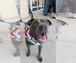 Small #7 Labrador Retriever Mix