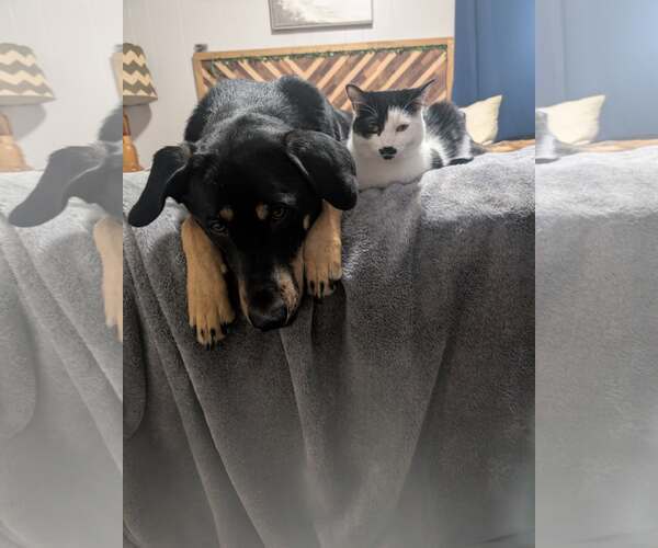 Medium Photo #2 Doberman Pinscher-Unknown Mix Puppy For Sale in Minneaoplis, MN, USA